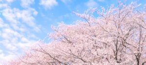 【2022年 中学受験】「類塾だからこそ育った力がありました」
